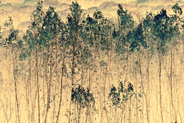 Photography titled "Birches Abstract" by Bavosi Photoart, Original Artwork, Manipulated Photography