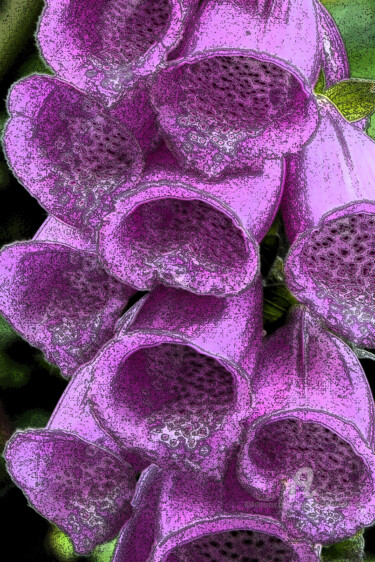 DIGITALES - photo stylisée - fleurs des champs 제목이 "DIGITALES - photo s…"인 사진 Guylaine Bisson (GuyL'ART)로, 원작, 다른