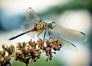 「Dragonfly」というタイトルの写真撮影 Bavosi Photoartによって, オリジナルのアートワーク, デジタル