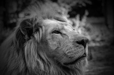摄影 标题为“Lion” 由Jean Charles Ouvrard, 原创艺术品, 数码摄影 安装在铝上