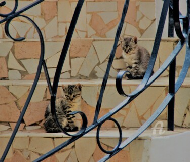 Photographie intitulée "Chats'perchés" par Féemerode, Œuvre d'art originale