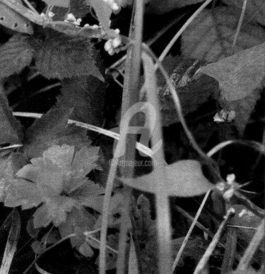 Photographie intitulée "campagne-nb.jpg" par Pascaline, Œuvre d'art originale