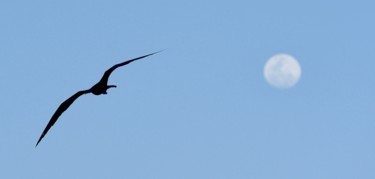 제목이 "volle de lune"인 사진 François Carage로, 원작, 조작되지 않은 사진