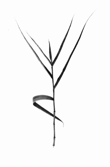 Photography titled "Dancing Grass" by Bavosi Photoart, Original Artwork, Digital Photography