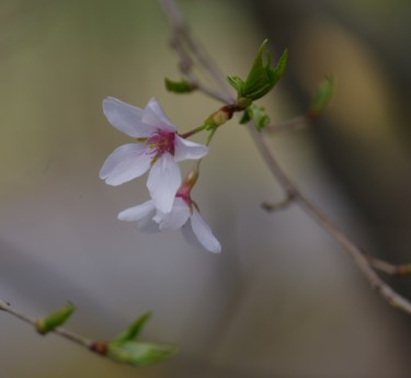 Φωτογραφία με τίτλο "Wild Cherry blossom" από Matthew Katt, Αυθεντικά έργα τέχνης