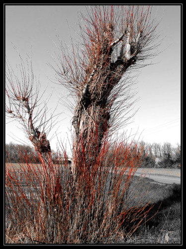 Photography titled "Branches de printem…" by Chupalia, Original Artwork, Digital Photography