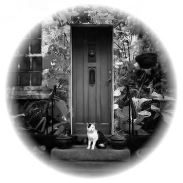 Photography titled "Il gatto della casa…" by Sol Marrades, Original Artwork, Analog photography