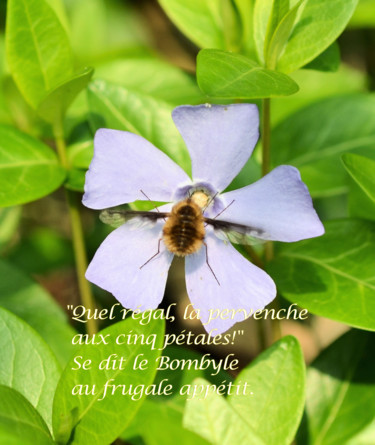 Photographie intitulée "Le bombyle au fruga…" par Rosyline, Œuvre d'art originale
