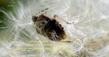 Photographie intitulée "Une punaise dans so…" par Rosyline, Œuvre d'art originale