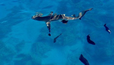 Photographie intitulée "SOUS L'EAU" par François Carage, Œuvre d'art originale