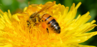 Photographie intitulée "Sa préférence" par Rosyline, Œuvre d'art originale