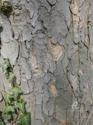 Ecorce #artistsupportpledge Photographie intitulée "Ecorce #artistsuppo…" par Adèle Vahn, Œuvre d'art originale, Photographie non manipulée