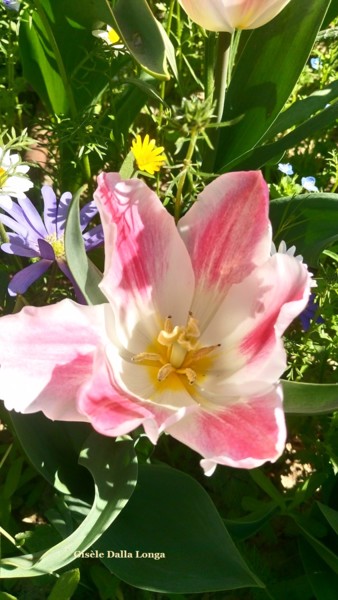 dsc-0020-les-fleurs-photo-2019-de-gisele-dalla-longa.jpg
