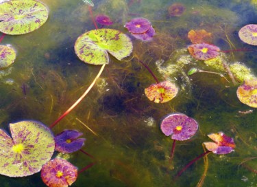 Photography titled "Féerie aquatique 3" by Monique Anna Michel, Original Artwork