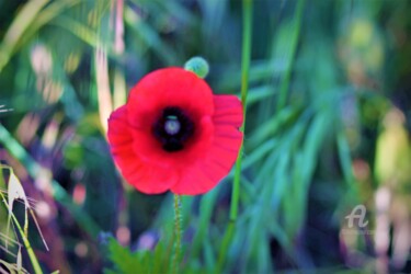 Photography titled "Oh Coquelicot petit…" by Féemerode, Original Artwork, Manipulated Photography