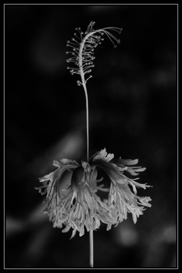 Photographie intitulée "Beauté-fragile" par Chupalia, Œuvre d'art originale, Photographie numérique