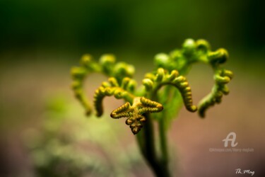 Végétale... Presque animal Photographie intitulée "Végétale... Presque…" par Thierry Magliulo (Th.Mag), Œuvre d'art originale