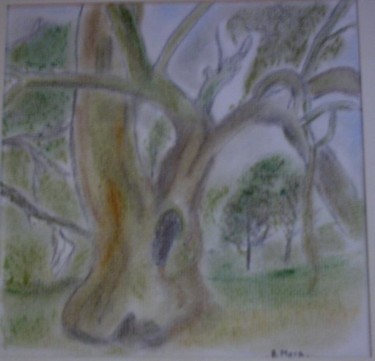 Eucalyptus
