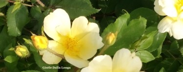 les-fleurs-dsc-0065-photo-2017-de-gisele-dalla-longa.jpg