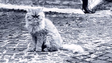 Fotografia intitolato "Gatto: hai visto An…" da Mangani', Opera d'arte originale