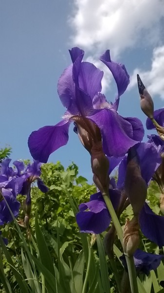 Photography titled "Iris and sky" by Marina Alexandrova, Original Artwork