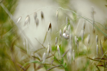 Petit monde des herbes Photographie intitulée "Petit monde des her…" par Michel Guillaumeau, Œuvre d'art originale, Photographie numérique
