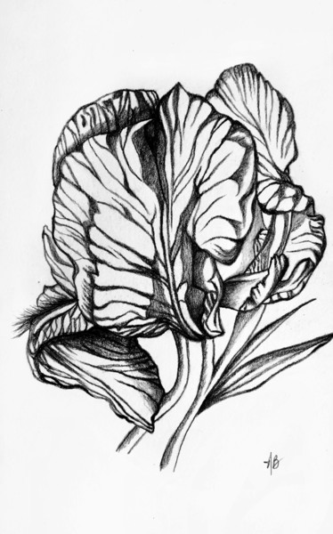 제목이 "Iris noir et blanc"인 미술작품 Anne Brigaud로, 원작