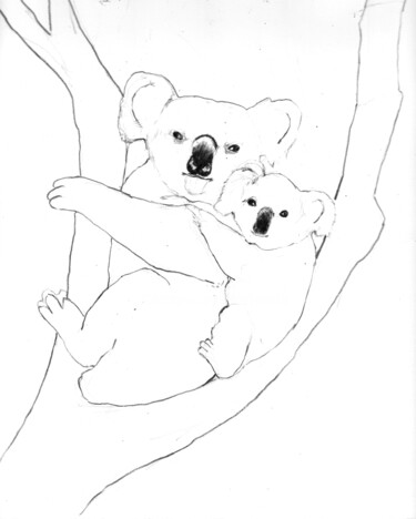 Koalas