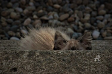 Photographie intitulée "Chat " Pitre "" par Féemerode, Œuvre d'art originale
