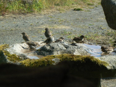 BAIN D'OISEAUX GRANIT Design intitulée "BAIN D'OISEAUX GRAN…" par Venner Fanch, Œuvre d'art originale, Pierre