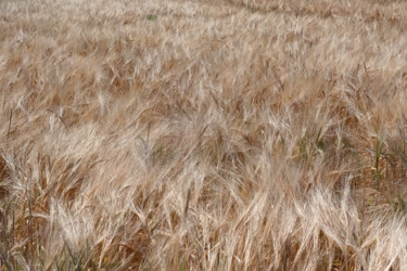 Fotografía titulada "ensoleillés.jpg" por Elisabeth Laplante, Obra de arte original, Fotografía digital