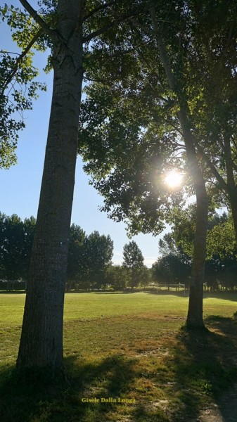 les-arbres-dsc-0113-photo-2017-de-gisele-dalla-longa.jpg