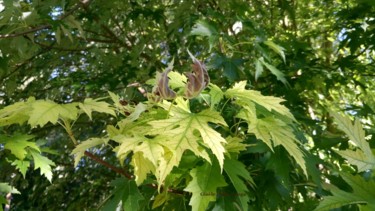 les-feuilles-dsc-0121-photo-2017-de-gisele-dalla-longa.jpg
