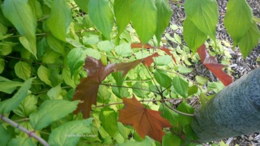 les-feuilles-2-dsc-0300-2017-photo-de-gisele-dalla-longa.jpg