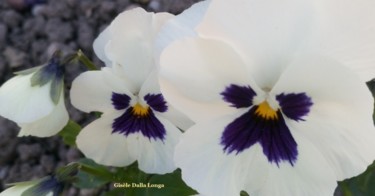 dsc-0046-les-fleurs-photos-2019-de-gisele-dalla-longa.jpg
