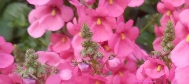 les-fleurs-dsc-0705-06-2019-photo-de-gisele-dalla-longa.jpg