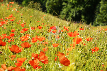 COQUELICOTS