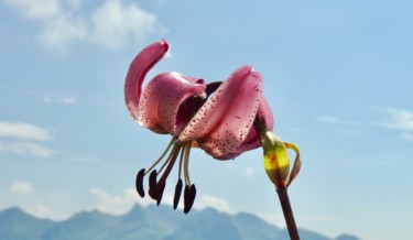 Fotografia intitolato "“Lilium Martagon”" da Pio30, Opera d'arte originale, Fotografia digitale
