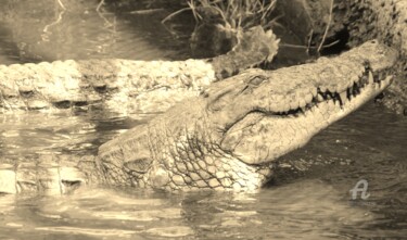 Photographie intitulée "Croco'Polis" par Féemerode, Œuvre d'art originale, Photographie non manipulée