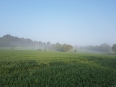 Dans la brume matinale