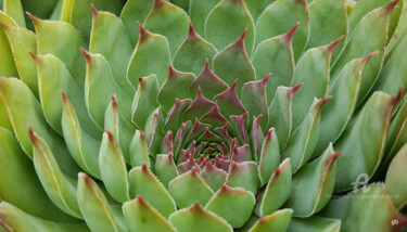 Succulente - plante grasse Fotografía titulada "Succulente - plante…" por Guylaine Bisson (GuyL'ART), Obra de arte original, Fotografía no manipulada