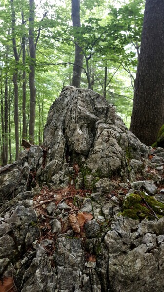 제목이 "La Foresta Millenar…"인 사진 Mangani'로, 원작, 디지털