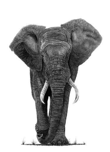 Σχέδιο με τίτλο "Bull Elephant" από Paul Stowe, Αυθεντικά έργα τέχνης, Γραφίτης