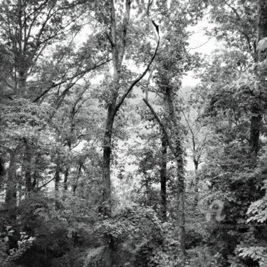 Photography titled "White Oaks" by Andrew Walaszek, Original Artwork, Digital Photography