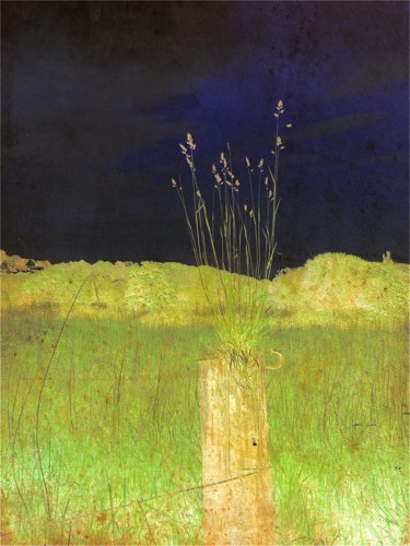 Juste quelques herbes,dessin sur photographie