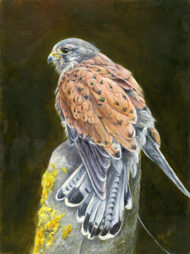 Peinture intitulée "Male Eurpean kestrel" par Una Hurst, Œuvre d'art originale, Huile