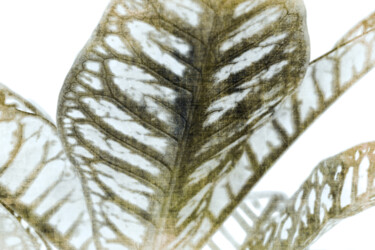 Printmaking titled "Whisper" by Sumit Ratta, Original Artwork, Digital Print