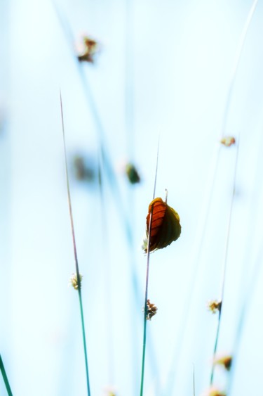 Photographie intitulée "La feuille piquée" par Céline Pivoine Eyes, Œuvre d'art originale, Photographie numérique
