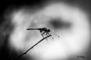 Parfaite Photographie intitulée "Parfaite" par Thierry Magliulo (Th.Mag), Œuvre d'art originale, Photographie numérique