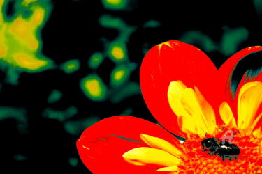 Pique-nique Photographie intitulée "Pique-nique" par Elise Vincent, Œuvre d'art originale, Photographie numérique Monté sur Aluminium